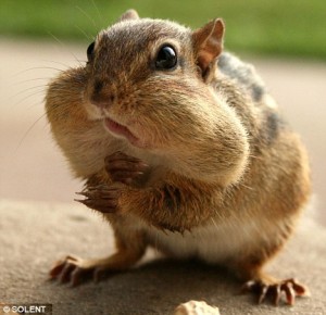 StoringNuts